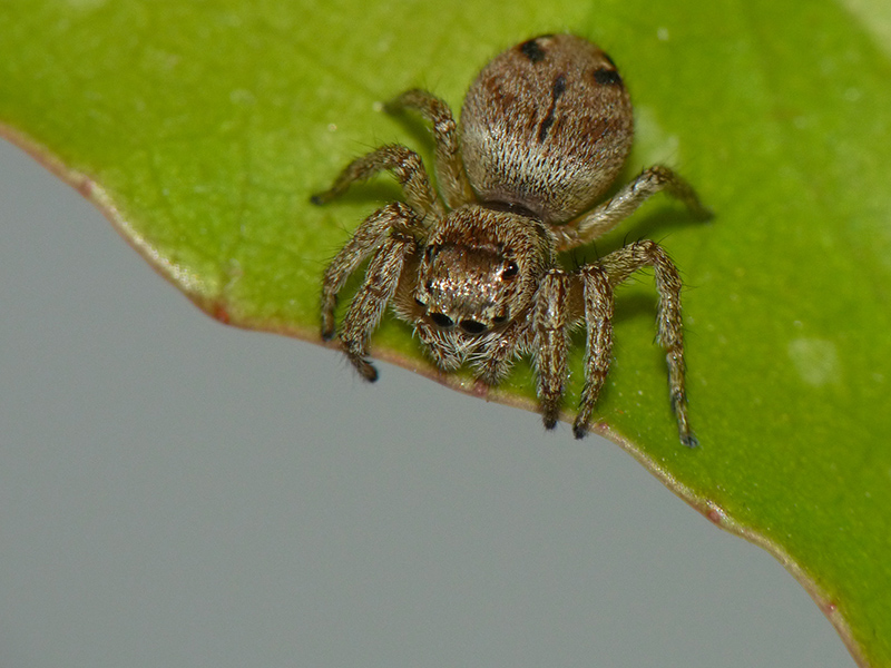 Evarcha laetabunda ? No,  Evarcha cfr.arcuata, femmina - Sumirago (VA)